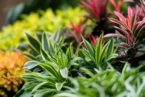 Plants