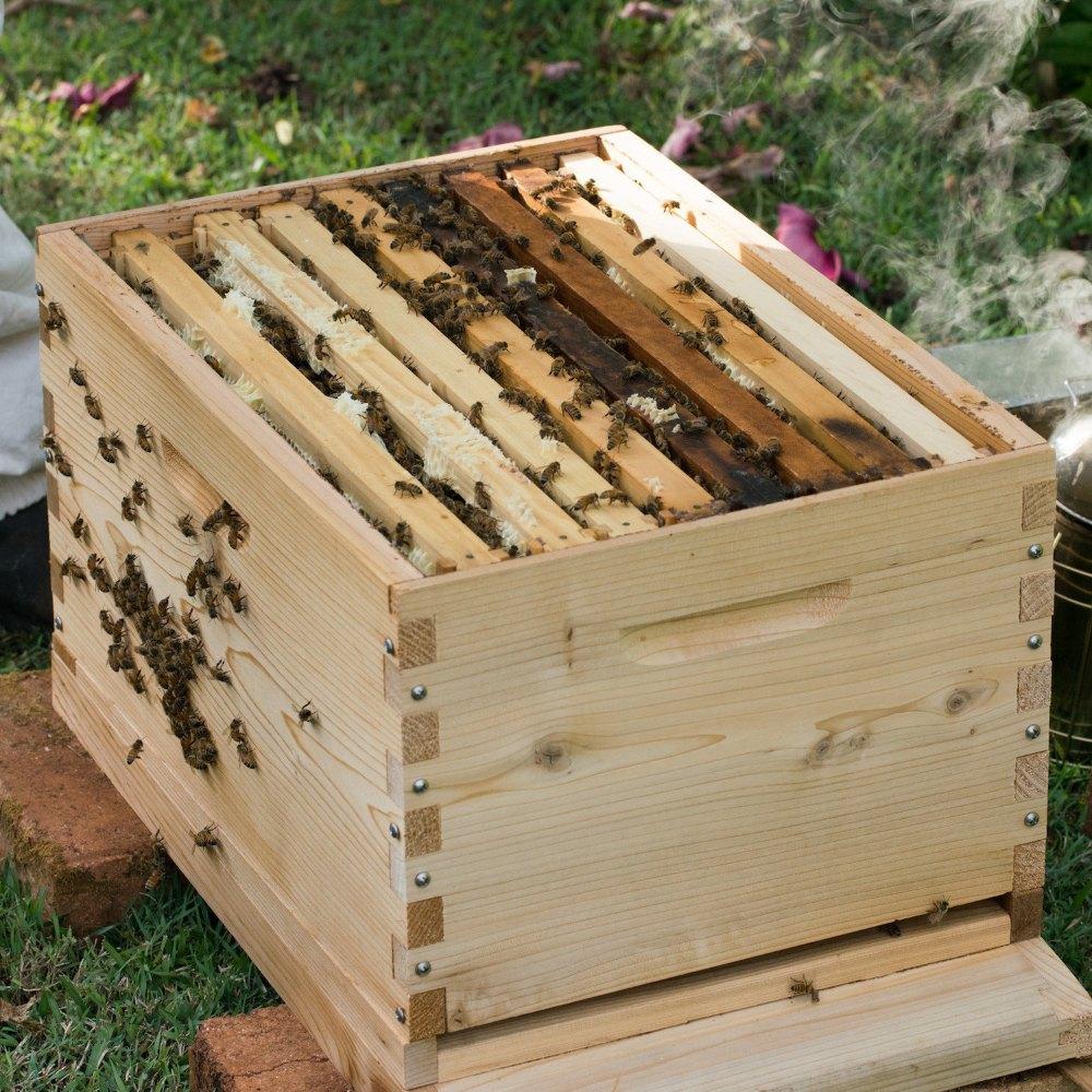 Healthy Honey Bee Colony