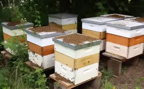 Bee Box